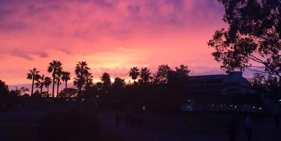 Solnedgang i rosa og oransje med palmetrær