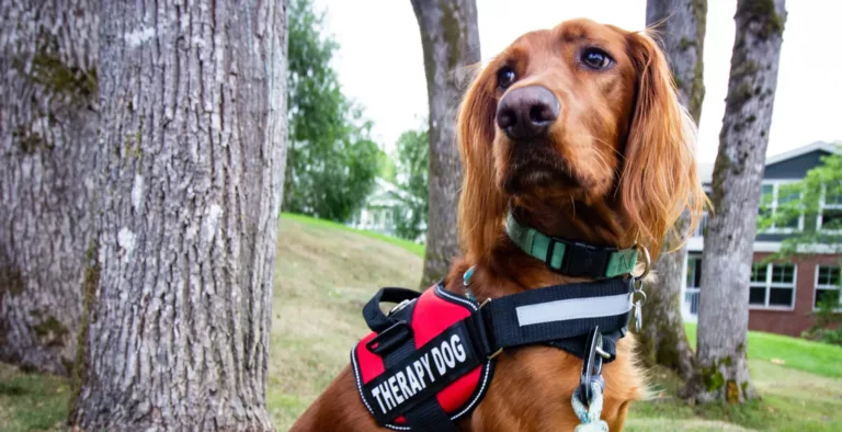 Brun hund med sele sitter ved et tre