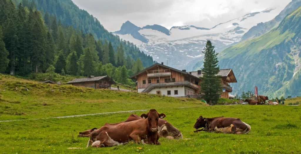 Kyr ligger på gress i fjellandskap foran tirolerhus