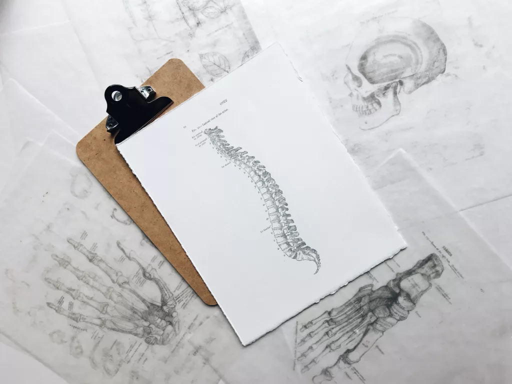 Blokk som ligger på anatomiske tegninger med tegning av ryggrad over seg