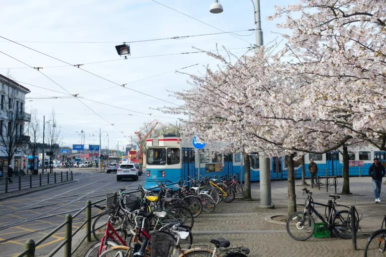 Blå trikk under blomstrende kirsebærtrær