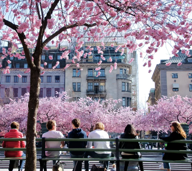Personer sitter med ryggen til på benker under blomstrende kirsebærtrær