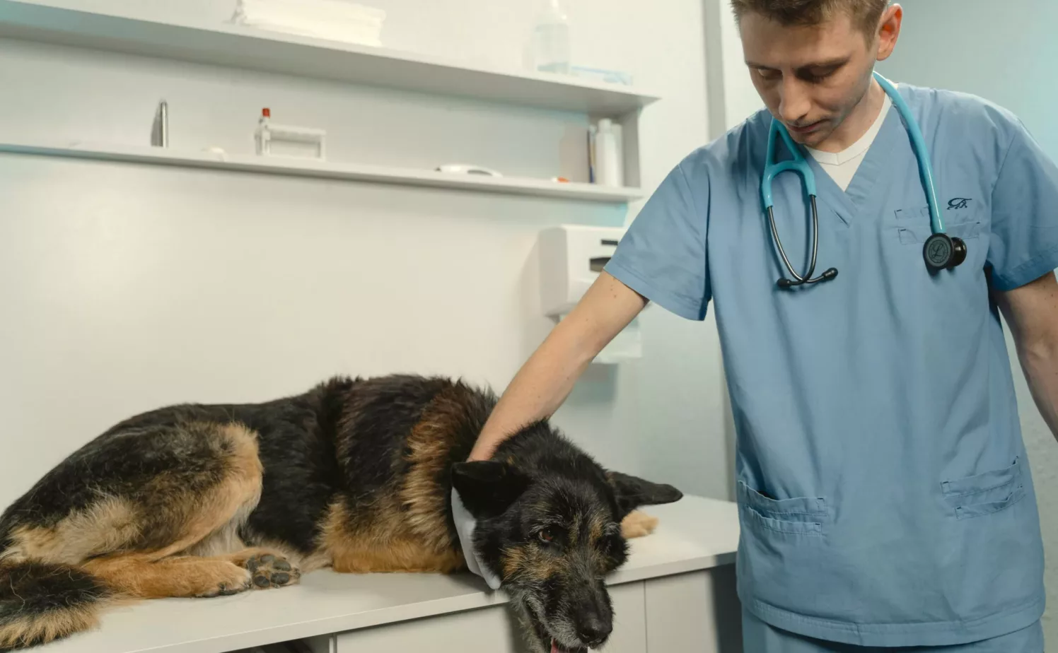 Mannlig veterinær klapper en hund på en undersøkelsesbenk